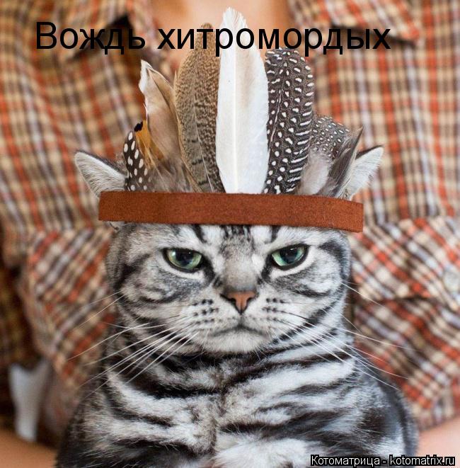 Котоматрица: Вождь хитромордых