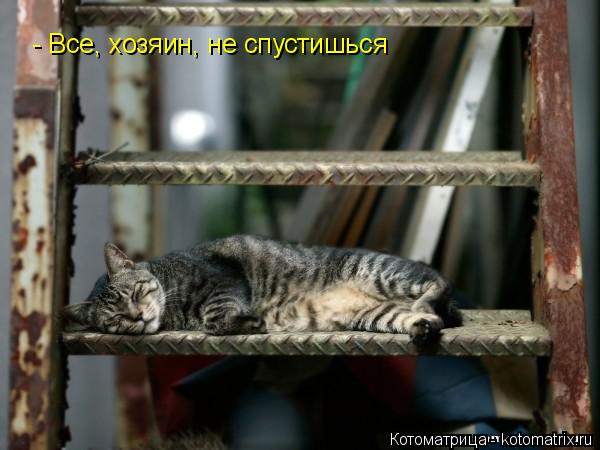 Котоматрица: - Все, хозяин, не спустишься