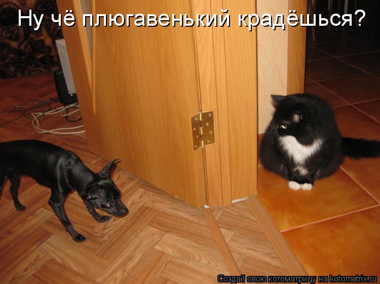 Ну чё плюгавенький крадёшься?... Котоматрица: Ну чё плюгавенький крадёшься?