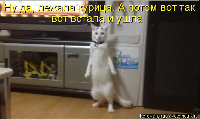 Котоматрица: Ну да, лежала курица. А потом вот так вот встала и ушла