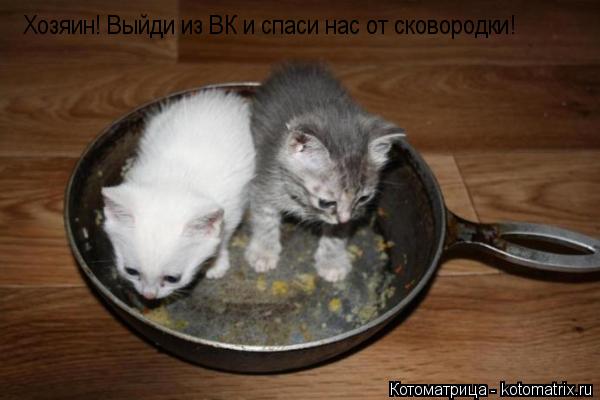 Котоматрица: Хозяин! Выйди из ВК и спаси нас от сковородки!