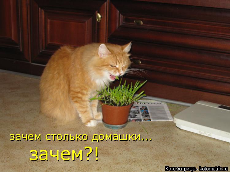 Котоматрица: зачем столько домашки... зачем?!
