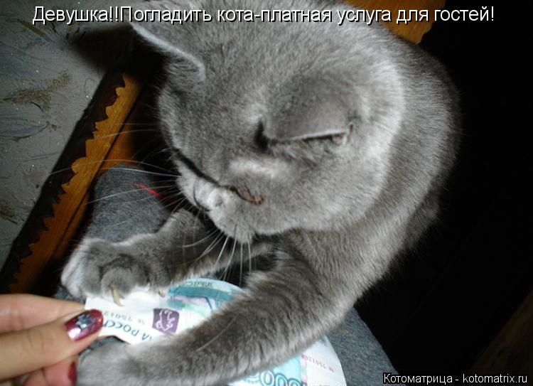 Котоматрица: Девушка!!Погладить кота-платная услуга для гостей!