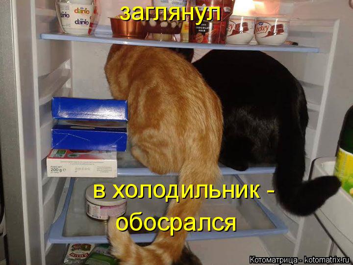 заглянул в холодильник - обосрался... Котоматрица: заглянул в холодильник - обосрался