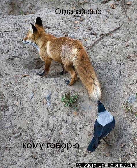 Отдавай сыр кому говорю... Котоматрица: Отдавай сыр кому говорю