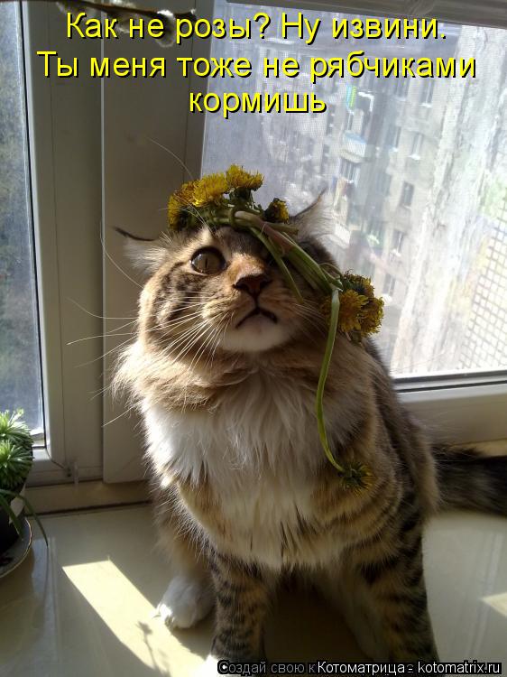 Котоматрица: Как не розы? Ну извини. Ты меня тоже не рябчиками кормишь