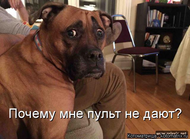 Почему мне пульт не дают?... Котоматрица: Почему мне пульт не дают?
