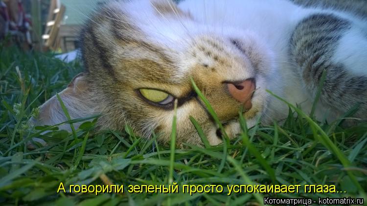 Котоматрица: А говорили зеленый просто успокаивает глаза...