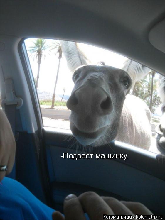 Котоматрица: -Подвест машинку.