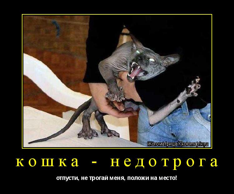 кошка - недотрога отпусти, не трогай меня, положи на место!... Котоматрица: кошка - недотрога отпусти, не трогай меня, положи на место!