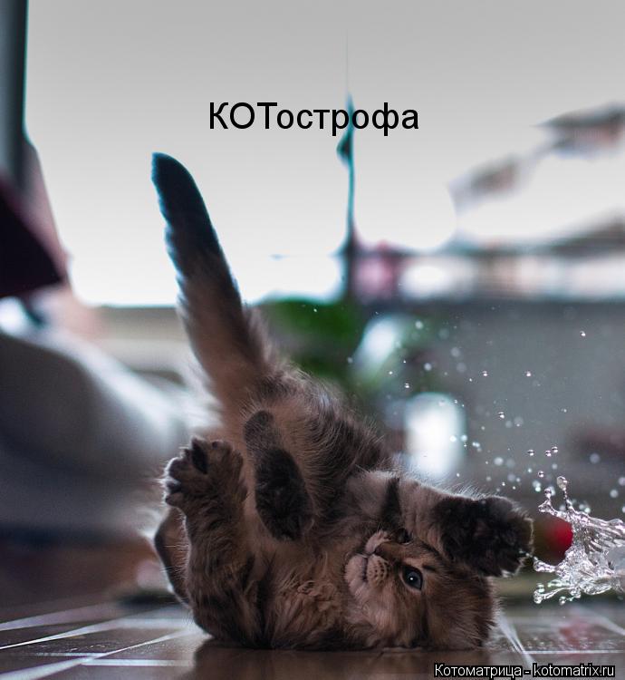 КОТострофа... Котоматрица: КОТострофа