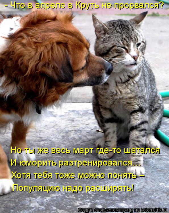 Котоматрица: - Что в апреле в Круть не прорвался? Но ты же весь март где-то шатался И юморить разтренировался… Хотя тебя тоже можно понять – Популяцию на