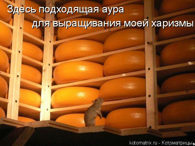 Здесь подходящая аура для выращивания моей харизмы... Котоматрица: Здесь подходящая аура для выращивания моей харизмы