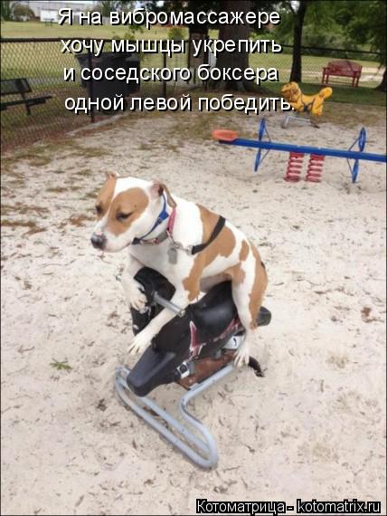 Я на вибромассажере хочу мышцы укрепить и соседского боксера одной левой победить.... Котоматрица: Я на вибромассажере хочу мышцы укрепить и соседского боксера одной левой победить.
