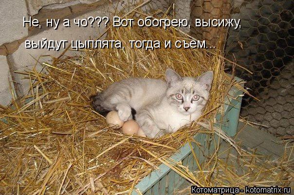 Не, ну а чо??? Вот обогрею, высижу, выйдут цыплята, тогда и съем...... Котоматрица: Не, ну а чо??? Вот обогрею, высижу, выйдут цыплята, тогда и съем...