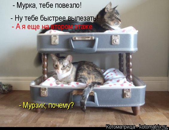 - Мурка, тебе повезло! - Мурзик, почему? - Ну тебе быстрее вылезать! - А я еще на втором этаже... Котоматрица: - Мурка, тебе повезло! - Мурзик, почему? - Ну тебе быстрее вылезать! - А я еще на втором этаже