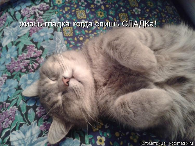 жизнь гладка когда спишь СЛАДКа!... Котоматрица: жизнь гладка когда спишь СЛАДКа!