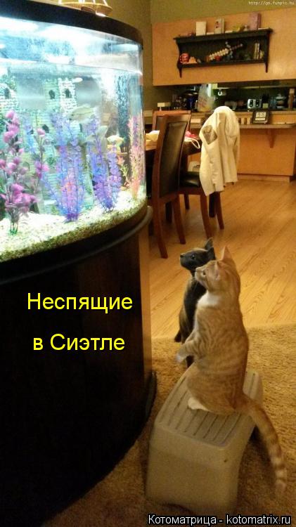Неспящие в Сиэтле... Котоматрица: Неспящие в Сиэтле