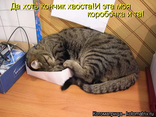 Да хоть кончик хвоста!И эта моя коробочка и та!... Котоматрица: Да хоть кончик хвоста!И эта моя коробочка и та!