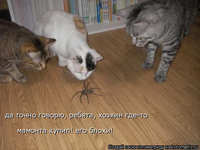 мамонта купил! его блохи! да точно говорю, ребята, хозяин где-то... Котоматрица: мамонта купил! его блохи! да точно говорю, ребята, хозяин где-то