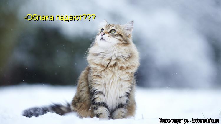 -Облака падают???... Котоматрица: -Облака падают???