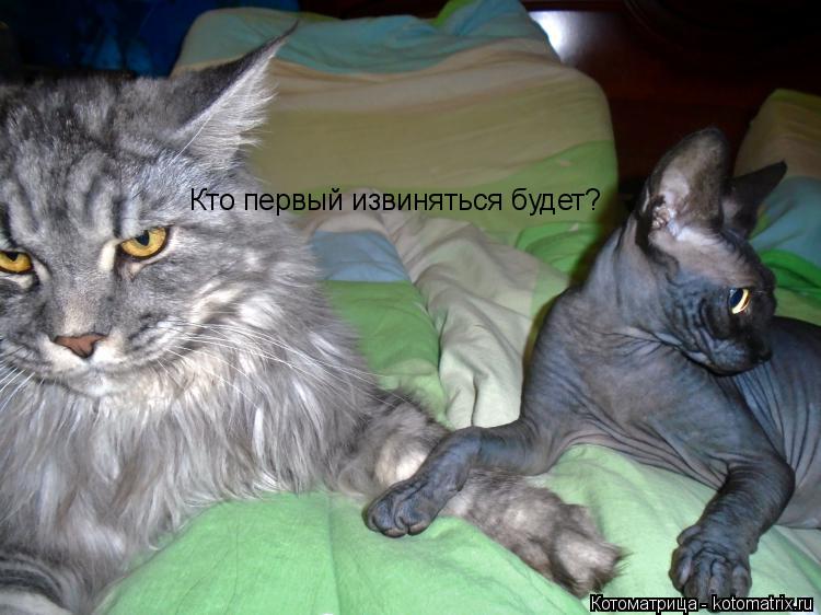 Кто первый извиняться будет?... Котоматрица: Кто первый извиняться будет?