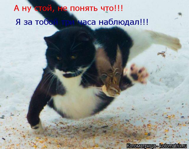 А ну стой, не понять что!!! Я за тобой три часа наблюдал!!!... Котоматрица: А ну стой, не понять что!!! Я за тобой три часа наблюдал!!!