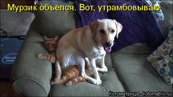 Мурзик объелся. Вот, утрамбовываю... Котоматрица: Мурзик объелся. Вот, утрамбовываю