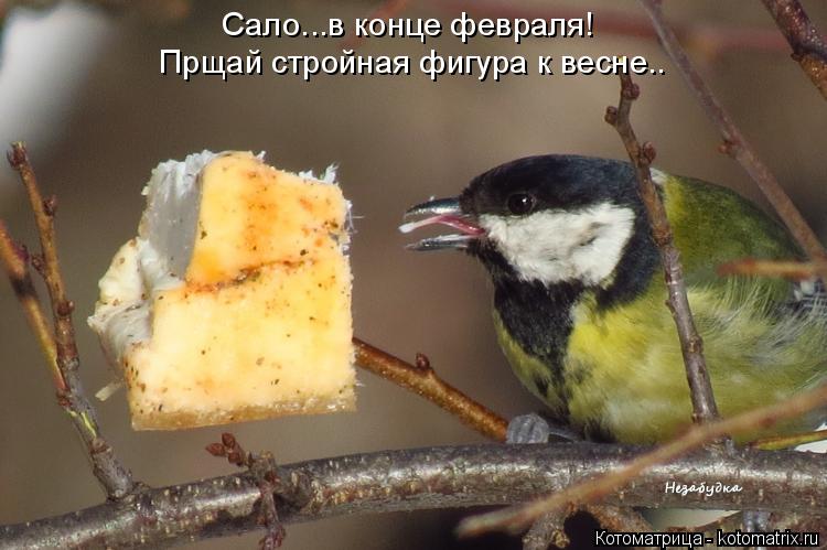 Сало...в конце февраля! Прщай стройная фигура к весне..... Котоматрица: Сало...в конце февраля! Прщай стройная фигура к весне..