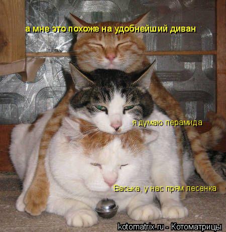 Васька, у нас прям лесенка я думаю перамида а мне кажеца ето удобнейший деван с д а мне кажеца ето уд... Котоматрица: Васька, у нас прям лесенка я думаю перамида а мне кажеца ето удобнейший деван с д а мне кажеца ето удобнейший деван а мне это похоже на удобн