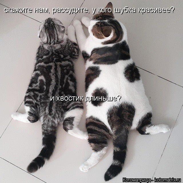 скажите нам, рассудите, у кого шубка красивее? и хвостик длиньше?... Котоматрица: скажите нам, рассудите, у кого шубка красивее? и хвостик длиньше?