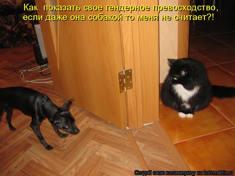 Как показать свое гендерное превосходство, если даже она собакой то меня не считает?!... Котоматрица: Как показать свое гендерное превосходство, если даже она собакой то меня не считает?!