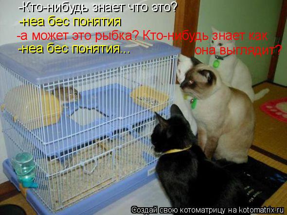 -Кто-нибудь знает что это? -неа бес понятия -а может это рыбка? Кто-нибудь знает как она выглядит? ... Котоматрица: -Кто-нибудь знает что это? -неа бес понятия -а может это рыбка? Кто-нибудь знает как она выглядит? -неа бес понятия...