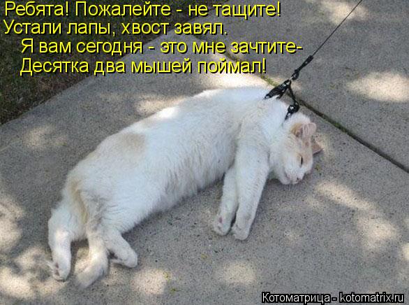 Ребята! Пожалейте - не тащите! Устали лапы, хвост завял. Я вам сегодня - это мне зачтите- Десятка два... Котоматрица: Ребята! Пожалейте - не тащите! Устали лапы, хвост завял. Я вам сегодня - это мне зачтите- Десятка два мышей поймал!