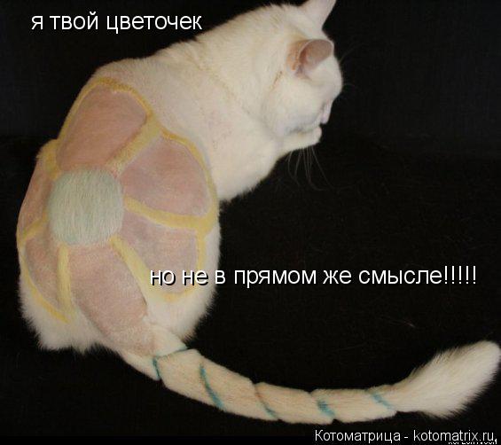 я твой цветочек но не в прямом же смысле!!!!!... Котоматрица: я твой цветочек но не в прямом же смысле!!!!!