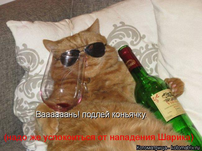 Ваааааань! подлей коньячку. (надо же успокоиться от нападения Шарика)... Котоматрица: Ваааааань! подлей коньячку. (надо же успокоиться от нападения Шарика)