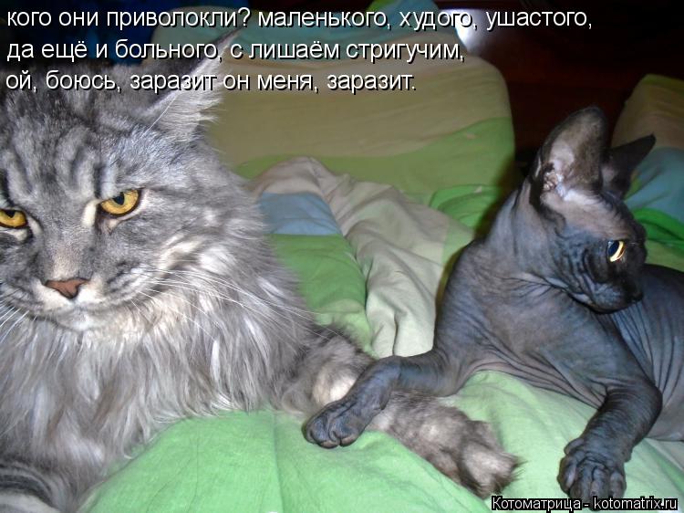 кого они приволокли? маленького, худого, ушастого, да ещё и больного, с лишаём стригучим, ой, боюсь, ... Котоматрица: кого они приволокли? маленького, худого, ушастого, да ещё и больного, с лишаём стригучим, ой, боюсь, заразит он меня, заразит.