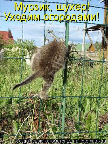 Уходим огородами! Мурзик, шухер!... Котоматрица: Уходим огородами! Мурзик, шухер!