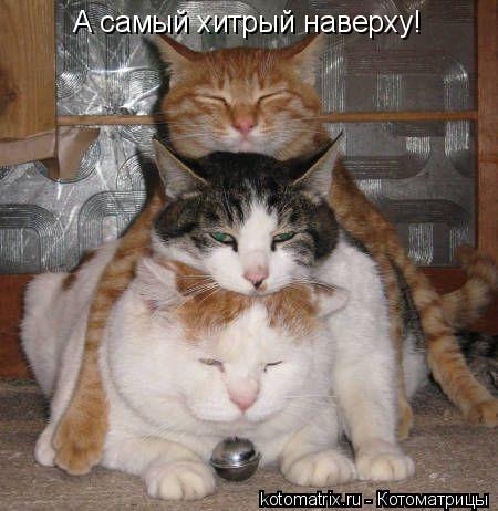А самый хитрый наверху!... Котоматрица: А самый хитрый наверху!