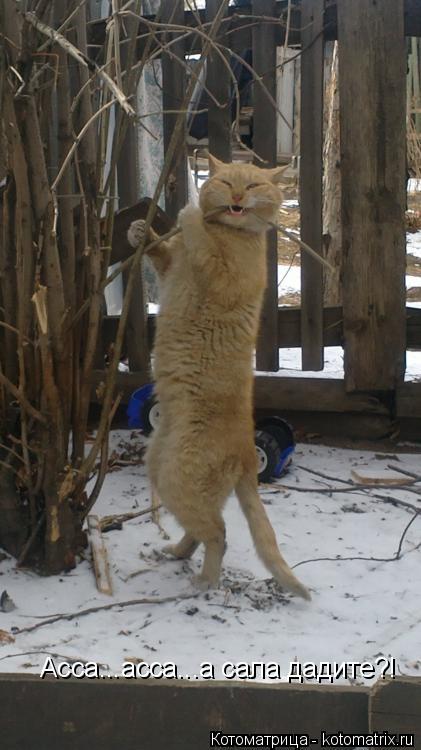 Котоматрица: Асса...асса...а сала дадите?!