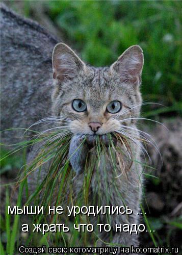 мыши не уродились ... а жрать что то надо...... Котоматрица: мыши не уродились ... а жрать что то надо...