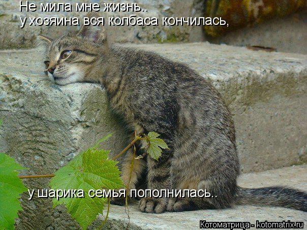 Не мила мне жизнь.. у хозяина вся колбаса кончилась, у шарика семья пополнилась..... Котоматрица: Не мила мне жизнь.. у хозяина вся колбаса кончилась, у шарика семья пополнилась..