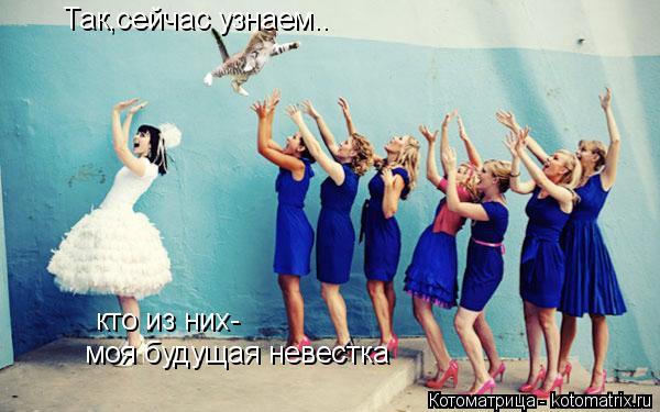 Так,сейчас узнаем.. кто из них- моя будущая невестка... Котоматрица: Так,сейчас узнаем.. кто из них- моя будущая невестка
