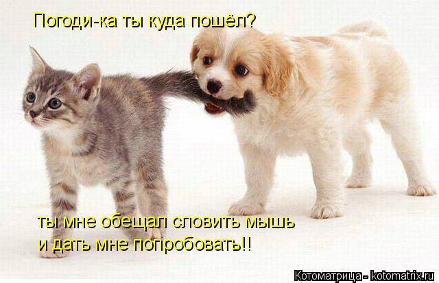 Котоматрица: Погоди-ка ты куда пошёл? ты мне обещал словить мышь и дать мне попробовать!!