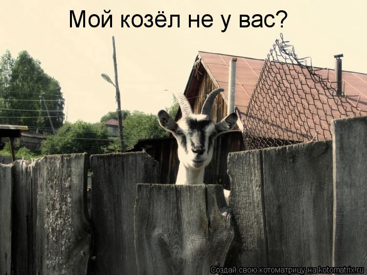 Мой козёл не у вас?... Котоматрица: Мой козёл не у вас?