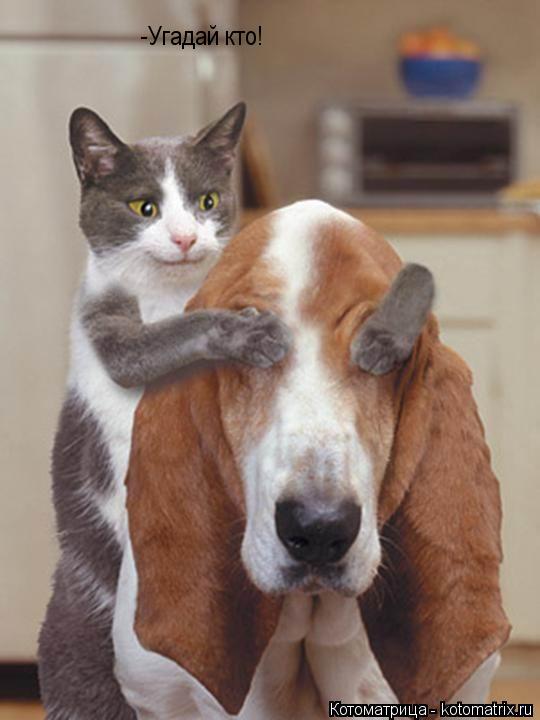 -Угадай кто!... Котоматрица: -Угадай кто!
