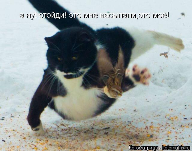 а ну! отойди! это мне насыпали,это моё!... Котоматрица: а ну! отойди! это мне насыпали,это моё!