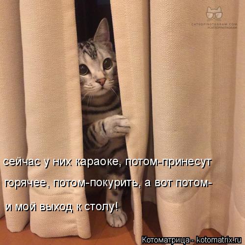 Котоматрица: сейчас у них караоке, потом-принесут горячее, потом-покурить, а вот потом- и мой выход к столу!