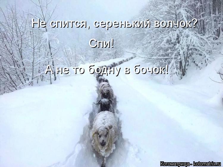 Не спится, серенький волчок? Спи! А не то бодну в бочок!... Котоматрица: Не спится, серенький волчок? Спи! А не то бодну в бочок!
