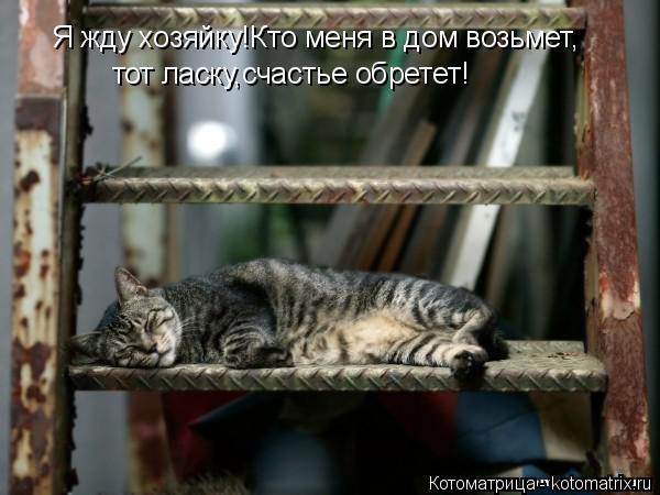 Я жду хозяйку!Кто меня в дом возьмет, тот ласку,счастье обретет!... Котоматрица: Я жду хозяйку!Кто меня в дом возьмет, тот ласку,счастье обретет!